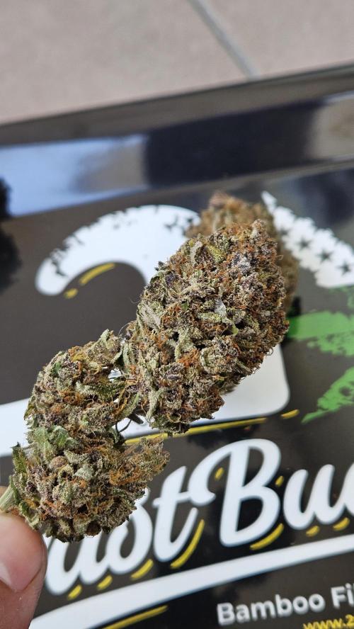 Gorilla Punch. Week 13