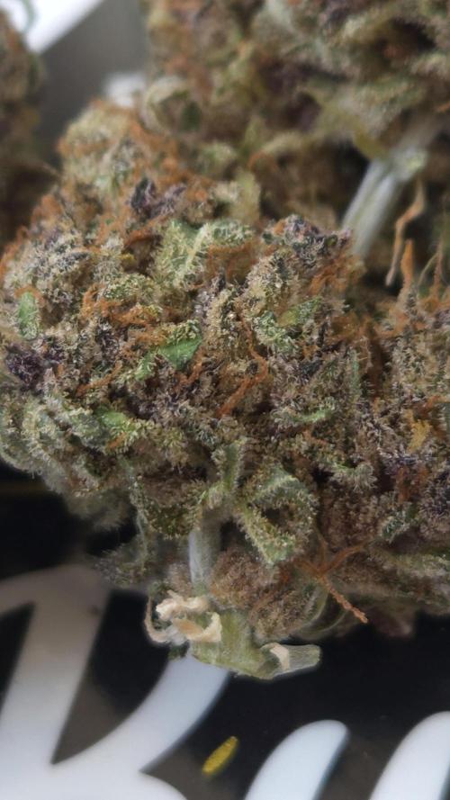 Gorilla Punch. Week 13