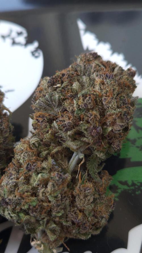 Gorilla Punch. Week 13