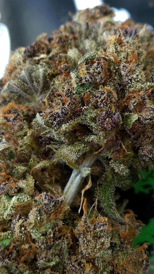 Gorilla Punch. Week 13