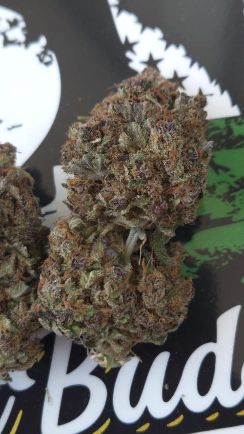 Gorilla Punch. Week 13