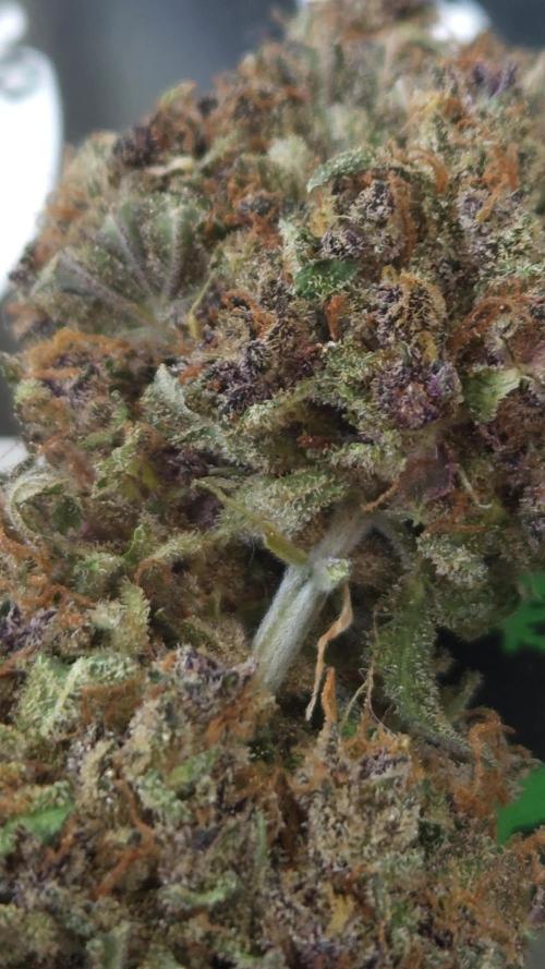 Gorilla Punch