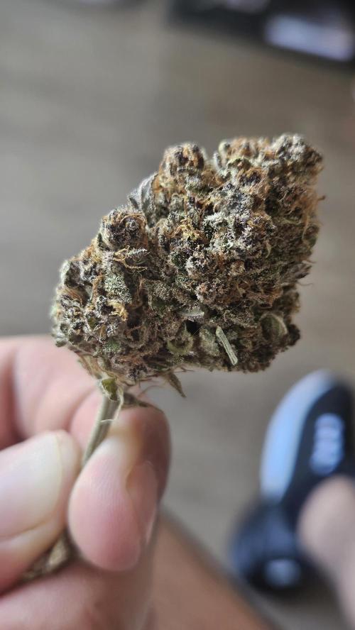 Gorilla Punch. Week 13