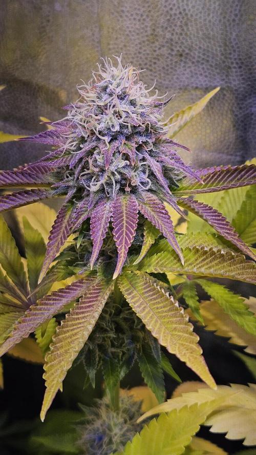 BLUEBERRY . Week 12