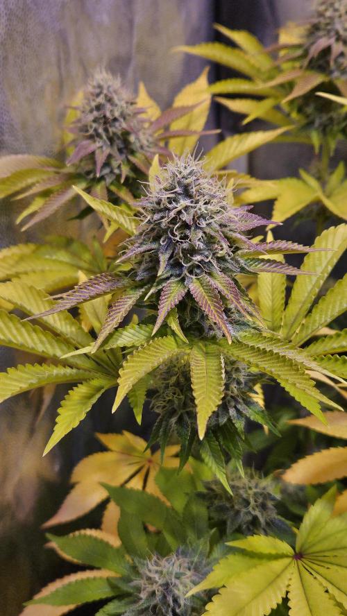 BLUEBERRY . Week 12