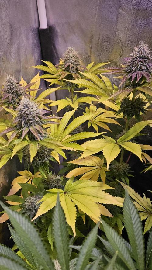 BLUEBERRY . Week 12