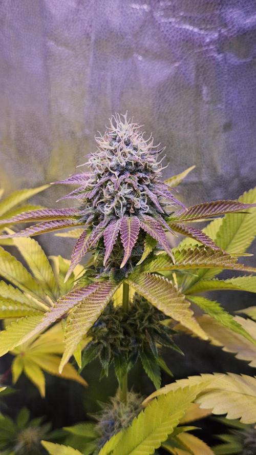 BLUEBERRY . Week 12