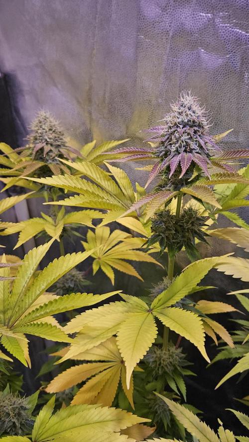BLUEBERRY . Week 12