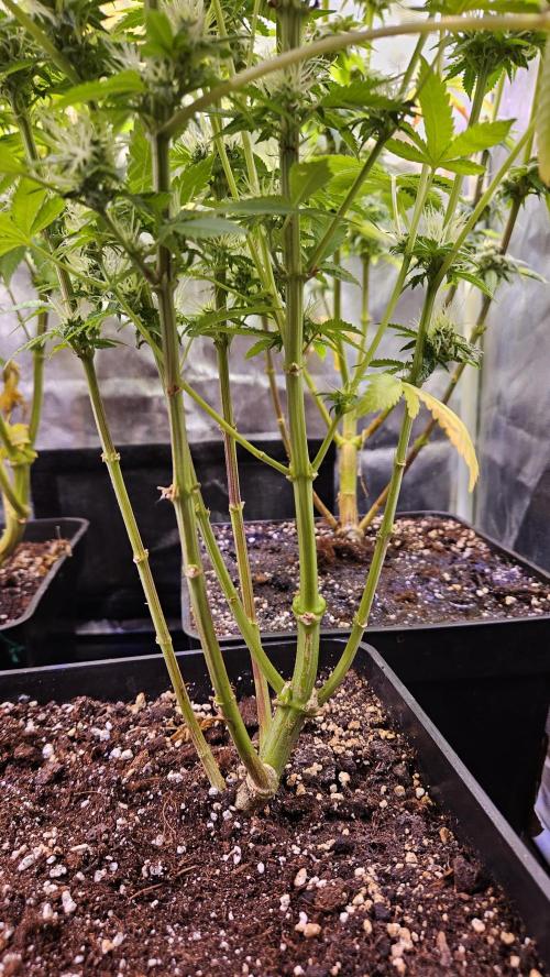BLUEBERRY . Week 12