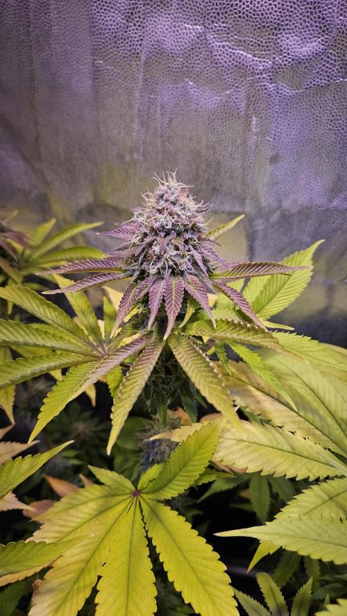 BLUEBERRY . Week 12