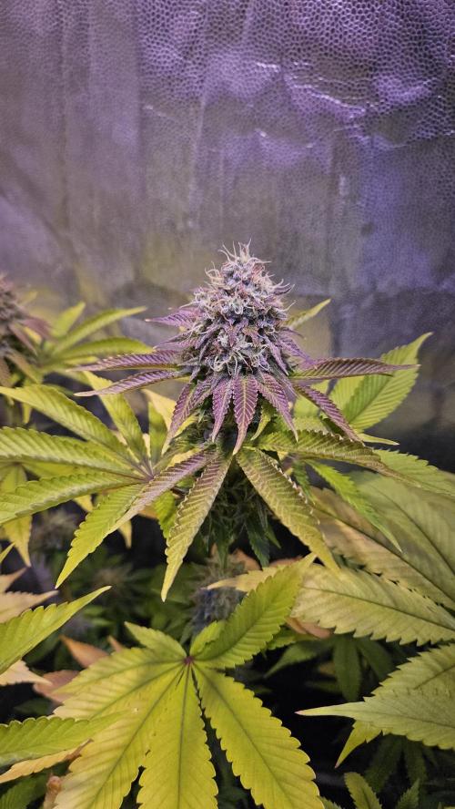BLUEBERRY . Week 12