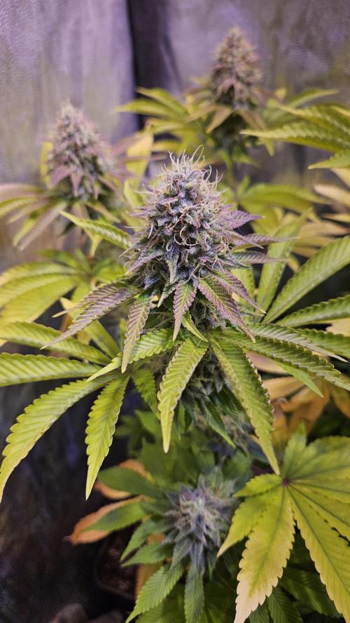 BLUEBERRY . Week 12