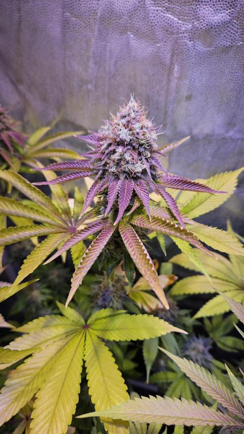 BLUEBERRY . Week 13