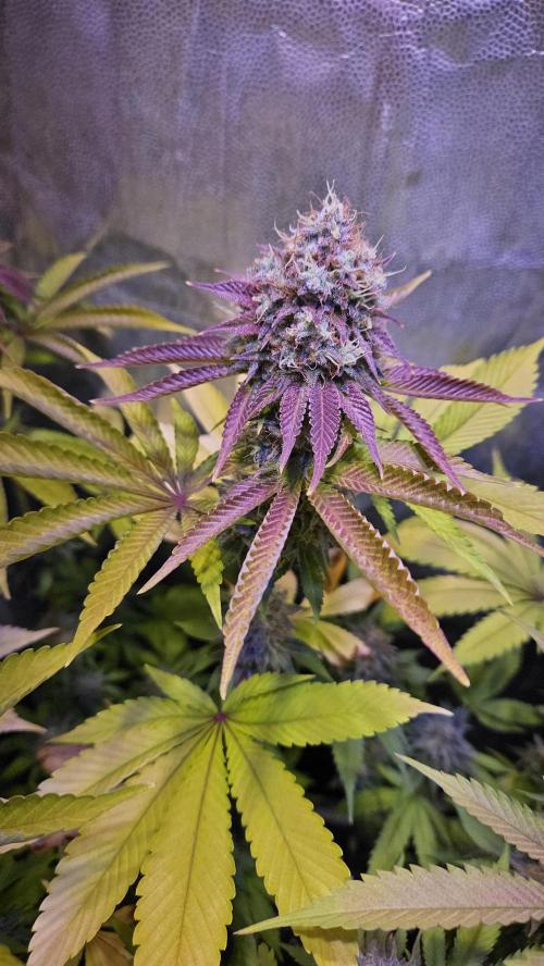 BLUEBERRY . Week 13