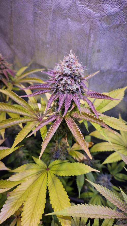 BLUEBERRY . Week 13