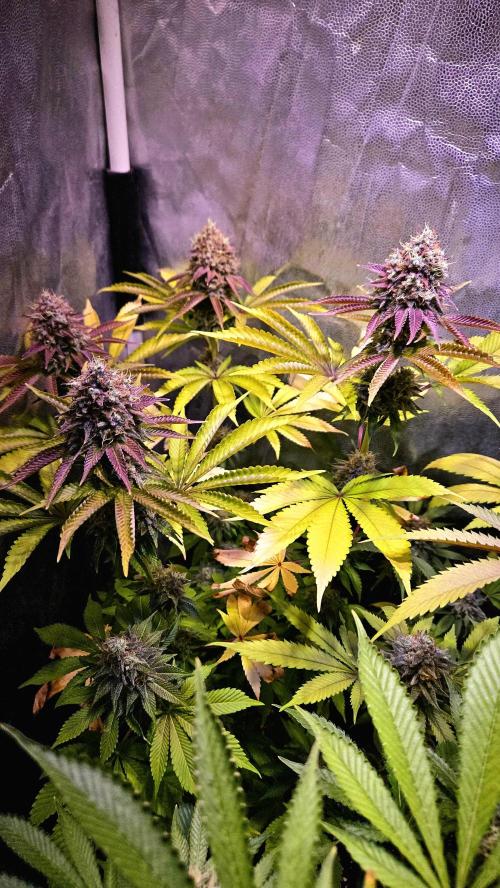 BLUEBERRY . Week 13