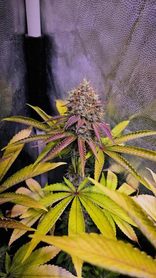 BLUEBERRY . Week 13