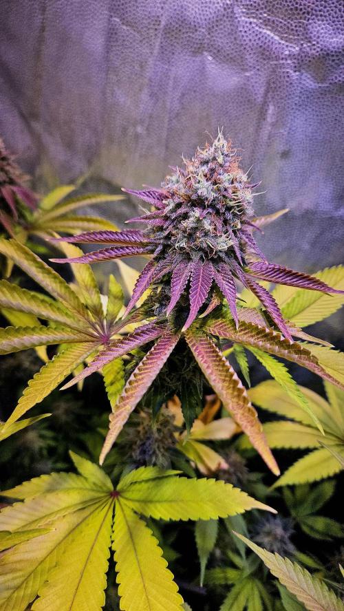 BLUEBERRY . Week 13