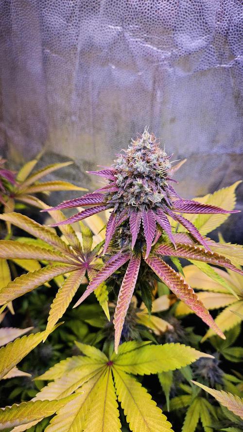 BLUEBERRY . Week 13