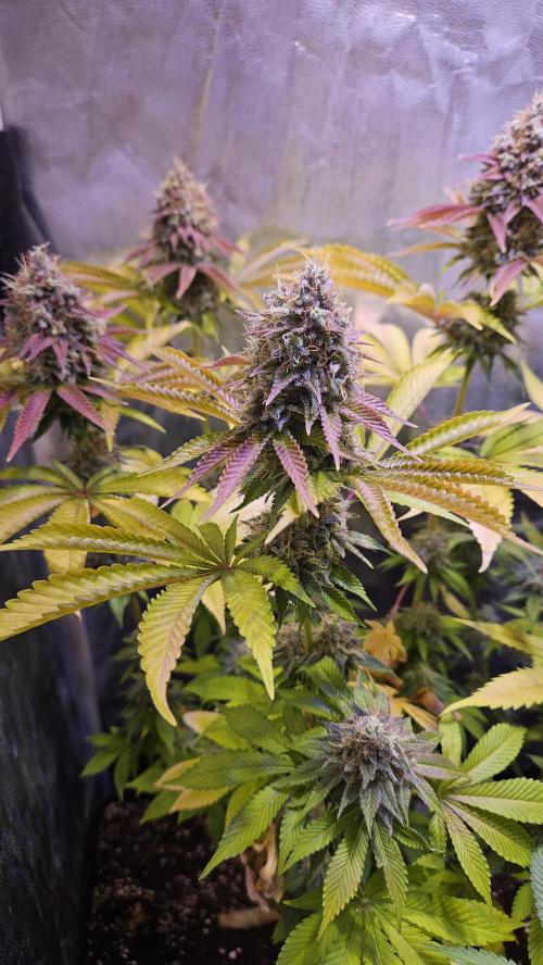 BLUEBERRY . Week 13