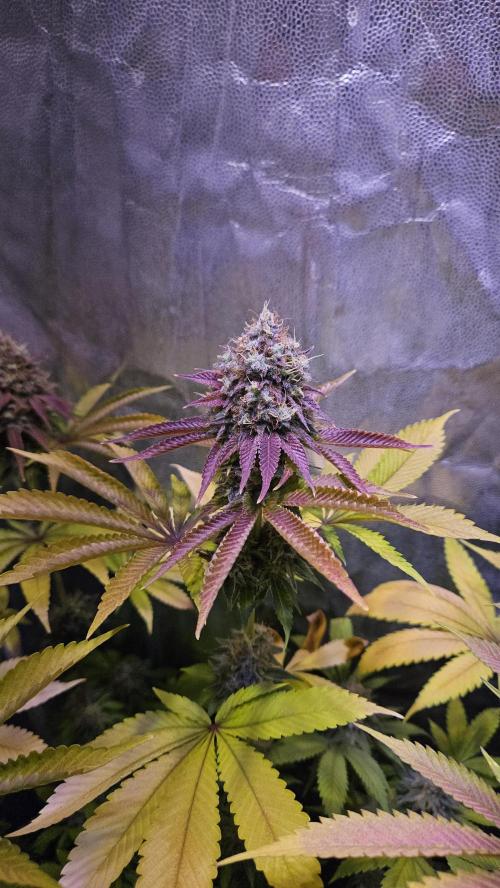 BLUEBERRY . Week 13