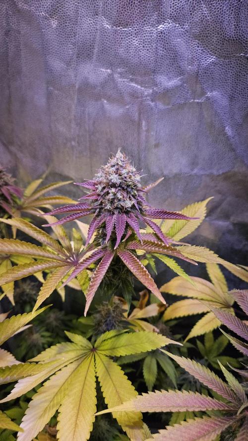 BLUEBERRY . Week 13