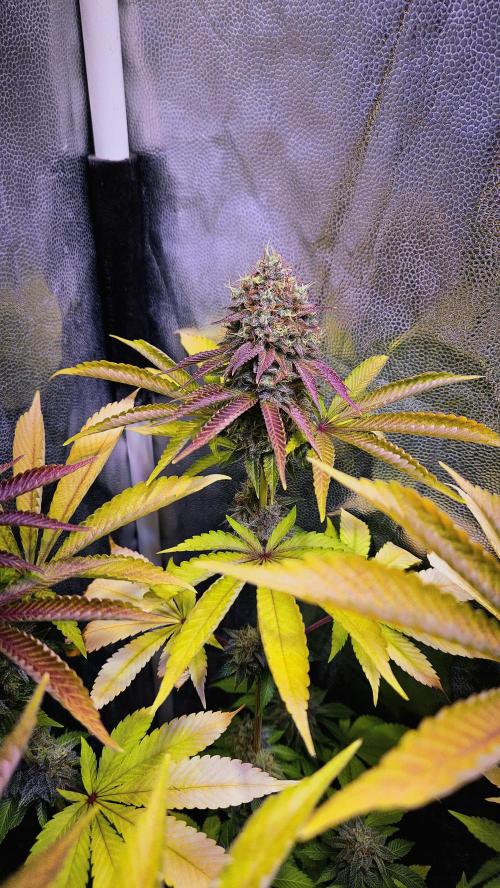 BLUEBERRY . Week 13