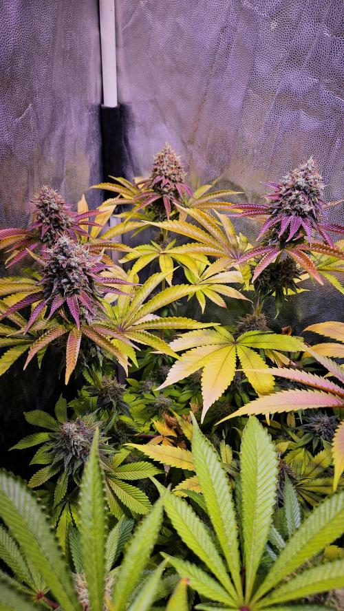 BLUEBERRY . Week 13