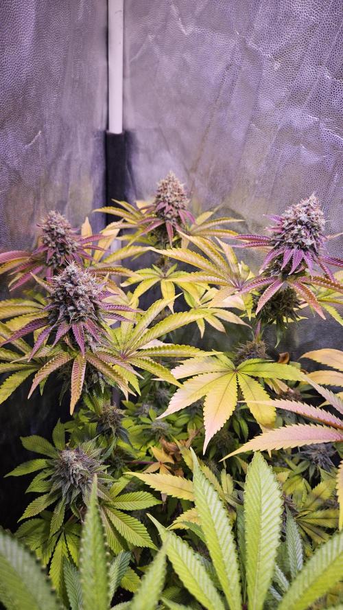 BLUEBERRY . Week 13