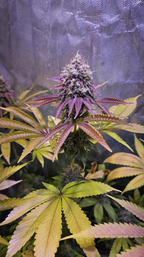 BLUEBERRY . Week 13