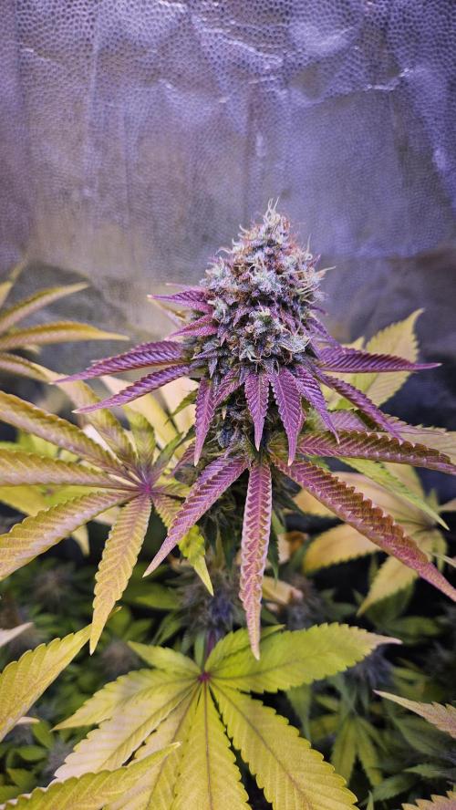 BLUEBERRY . Week 13