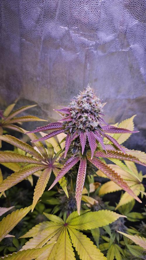 BLUEBERRY . Week 13