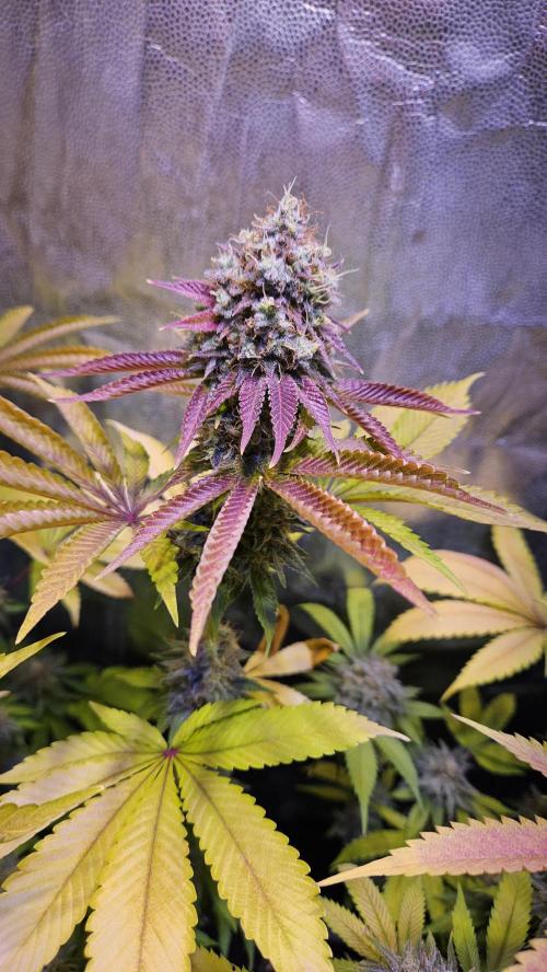 BLUEBERRY . Week 13