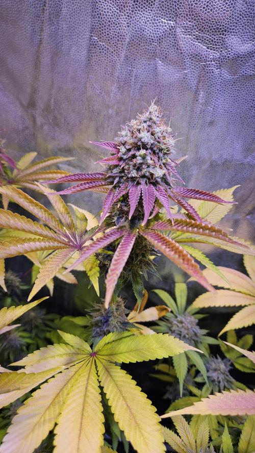 BLUEBERRY . Week 13