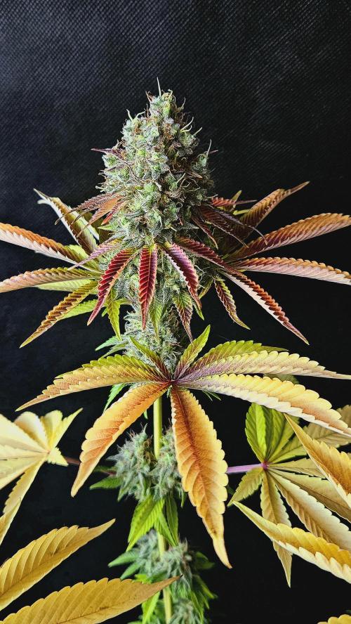 BLUEBERRY . Week 14