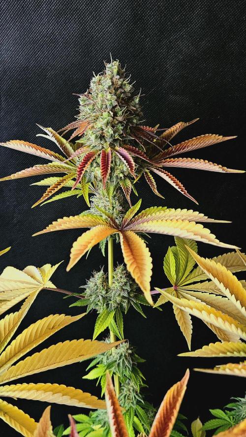 BLUEBERRY . Week 14