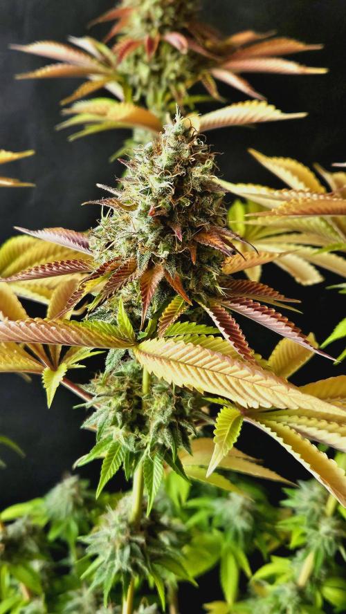 BLUEBERRY . Week 14