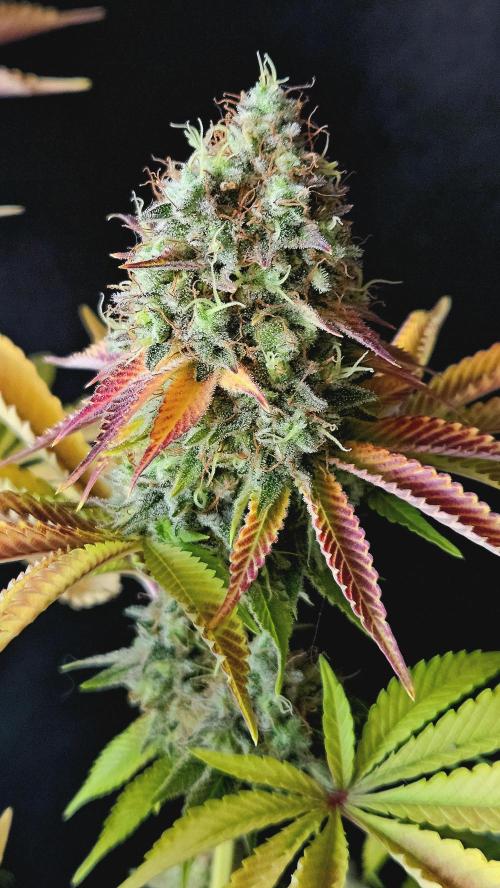BLUEBERRY . Week 14