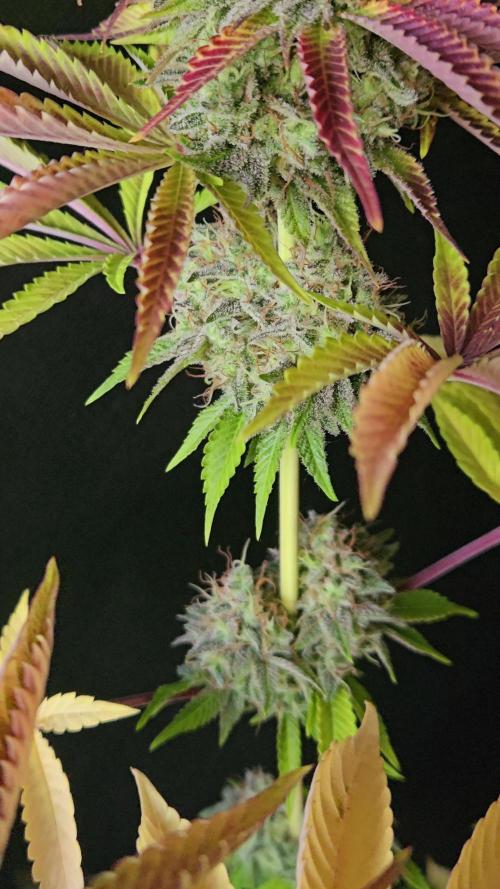 BLUEBERRY