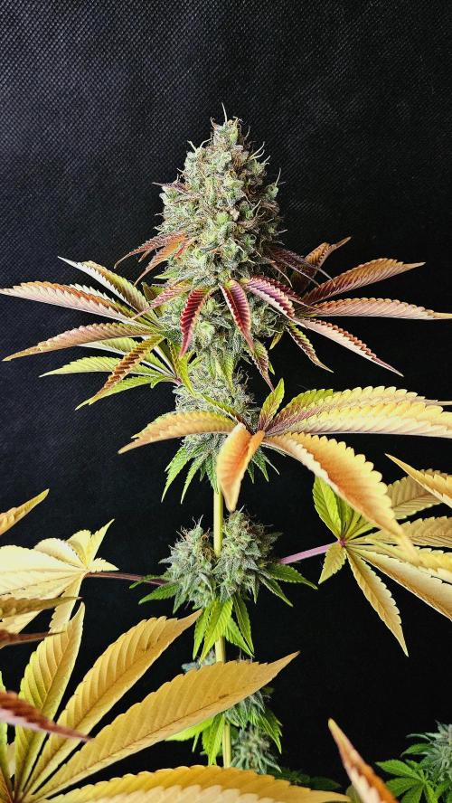 BLUEBERRY . Week 14