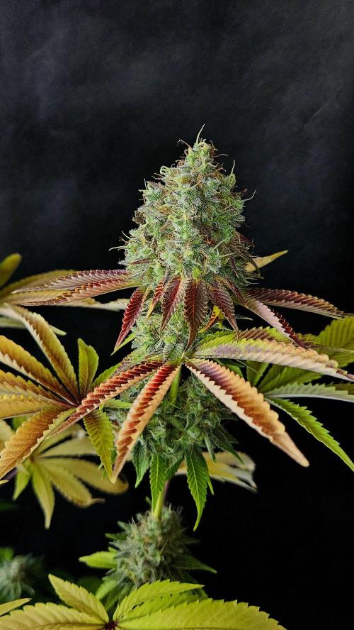 BLUEBERRY . Week 14