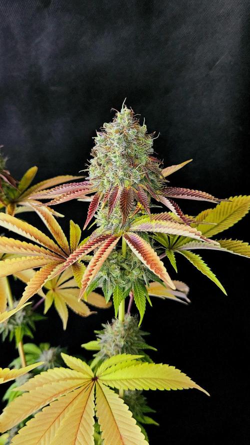 BLUEBERRY . Week 14