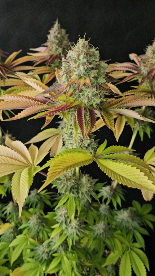 BLUEBERRY . Week 14