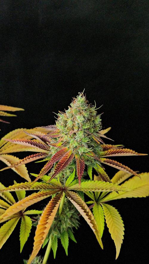 BLUEBERRY . Week 14