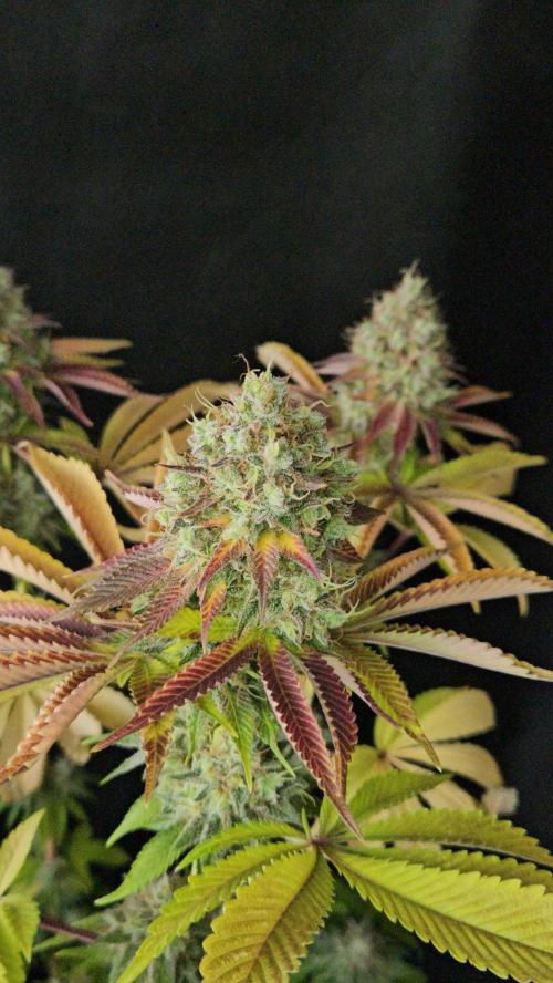 BLUEBERRY . Week 14