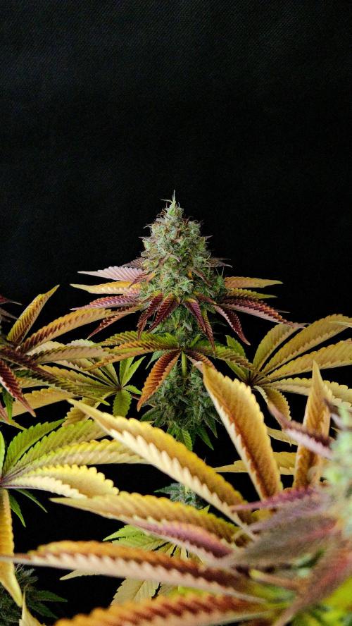 BLUEBERRY . Week 14