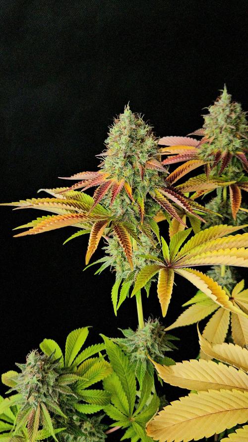 BLUEBERRY . Week 14