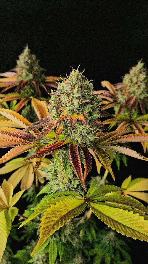 BLUEBERRY . Week 14