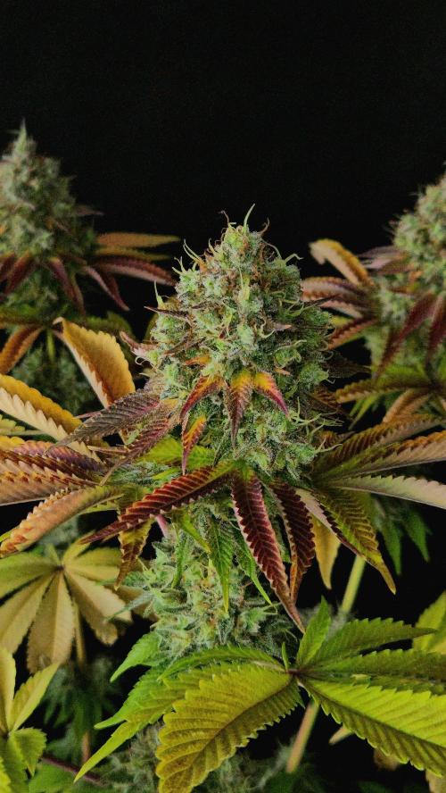 BLUEBERRY . Week 14