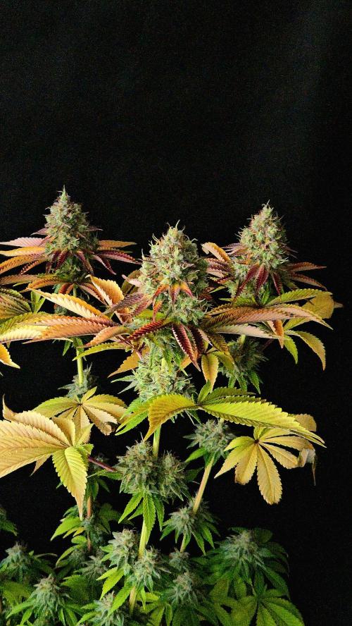 BLUEBERRY . Week 14